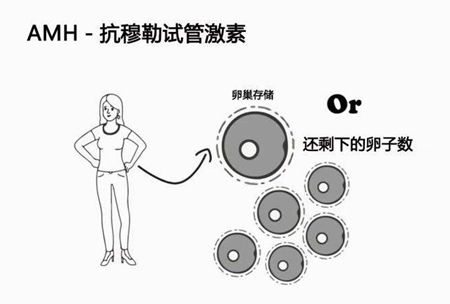 amh检测.jpg amh检测.jpg