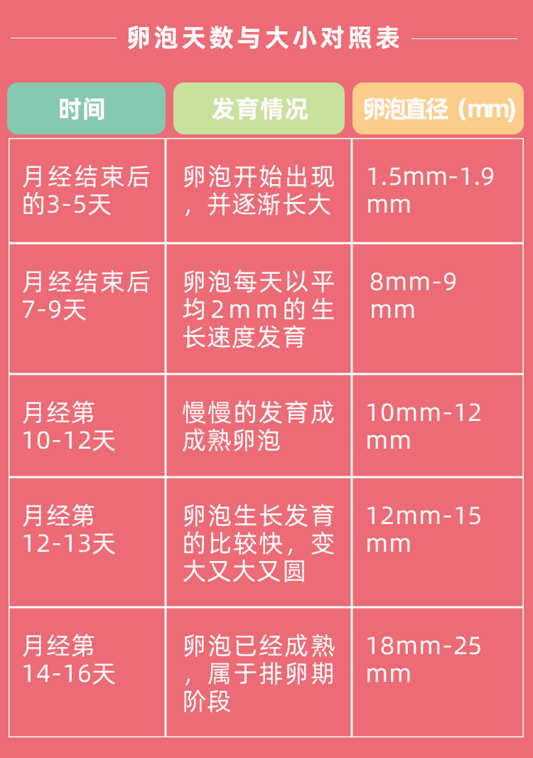 78647910.png 卵泡.png