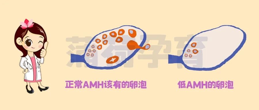 96939965.jpg 卵巢贮备功能低卵泡.jpg