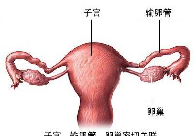 子宮肌瘤是什麽原因導致的?